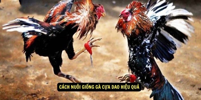 Giống gà cựa dao - Cách nuôi