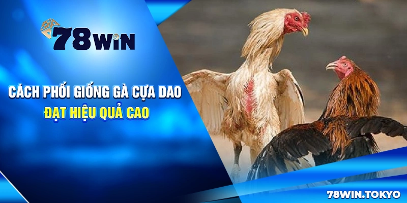 Cách phối giống gà cựa dao đạt hiệu quả cao