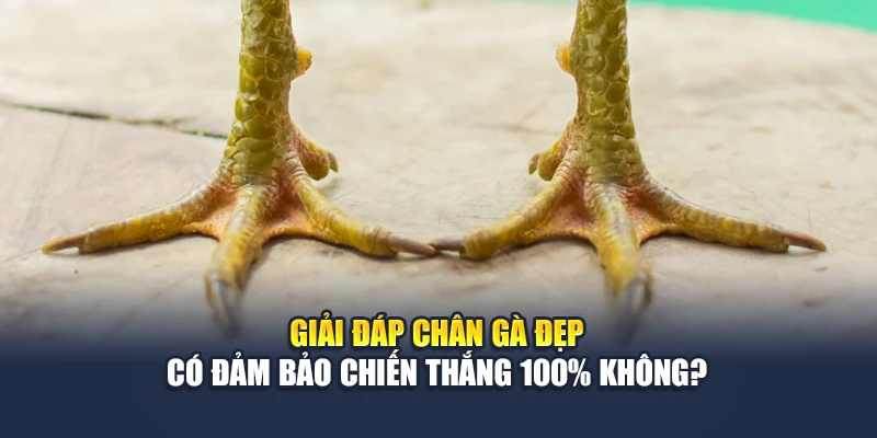 Chân Gà Đẹp Soi Rõ Phong Độ Chiến Kê Trước Giờ Ra Trận 7 Giải đáp chân gà đẹp có đảm bảo chiến thắng 100% không?