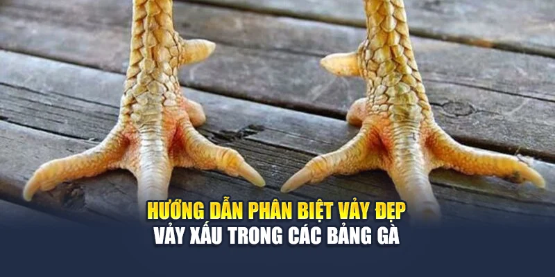 Chân Gà Đẹp Soi Rõ Phong Độ Chiến Kê Trước Giờ Ra Trận 5 Hướng dẫn phân biệt vảy đẹp – vảy xấu trong các bảng gà