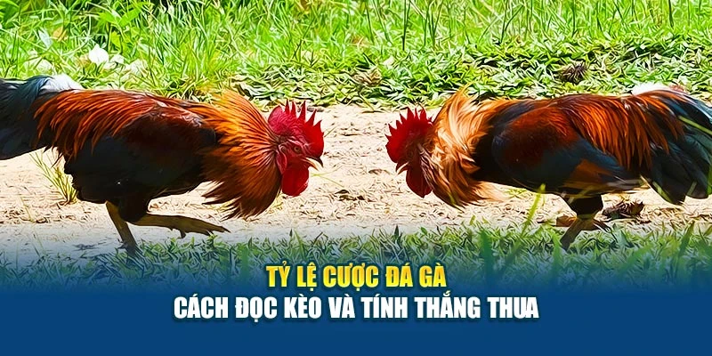Tỷ Lệ Cược Đá Gà - Cách Đọc Kèo Và Tính Thắng Thua 4 Tỷ Lệ Cược Đá Gà - Cách Đọc Kèo Và Tính Thắng Thua